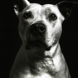 Entry image for Lucky
