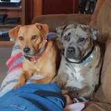 Entry image for Honey & Buddy