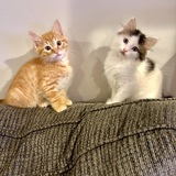 Entry image for Henry and Chloe (siblings)