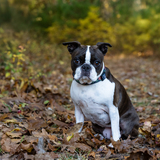 Entry image for Lila