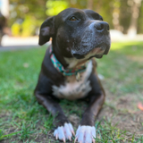 Entry image for Penny