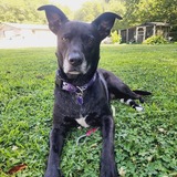 Entry image for Java