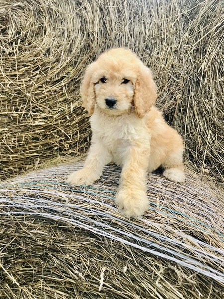 Entry image for Macy. Clicking this image will show a larger photo