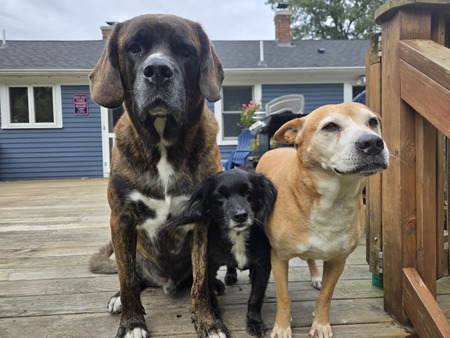 Entry image for Moose,Huckleberry and Stella. Clicking this image will show a larger photo