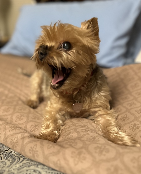 Entry image for Coco. Clicking this image will show a larger photo