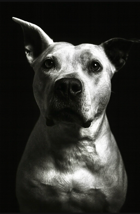 Entry image for Lucky. Clicking this image will show a larger photo