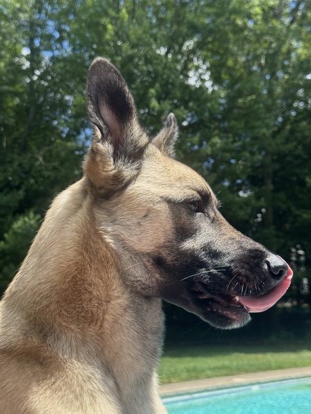 Entry image for Winston. Clicking this image will show a larger photo