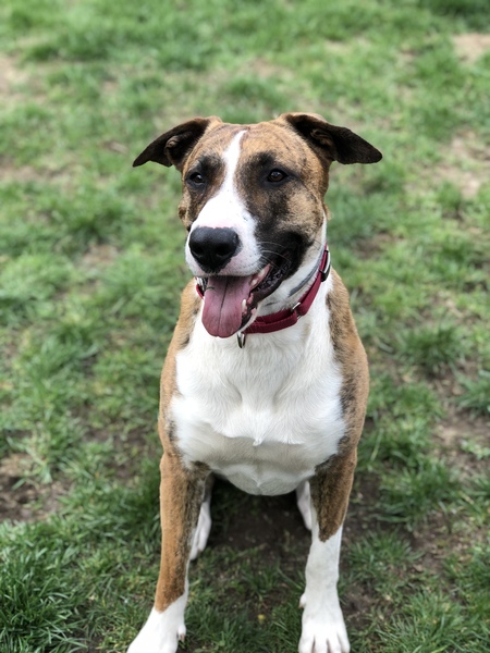 Entry image for Rocky . Clicking this image will show a larger photo