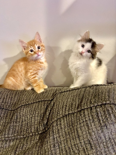 Entry image for Henry and Chloe (siblings). Clicking this image will show a larger photo