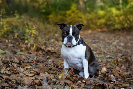 Entry image for Lila. Clicking this image will show a larger photo