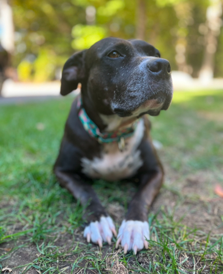 Entry image for Penny. Clicking this image will show a larger photo