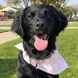 Entry image for Diva