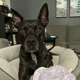 Entry image for Sheikah