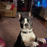 Entry image for Molly