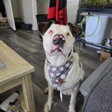 Entry image for Scout