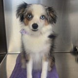 Entry image for Bing Bong