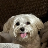 Entry image for Mowgli