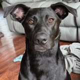 Entry image for Dewey