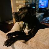 Entry image for Apollo