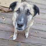 Entry image for Rocco