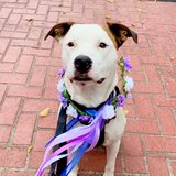 Entry image for Shiner