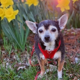 Entry image for Cecil