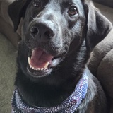 Entry image for Murphy