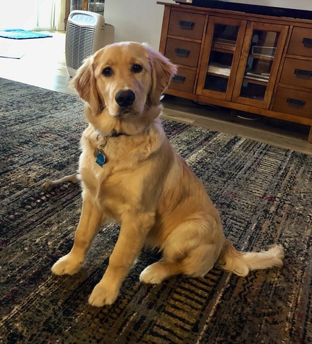 Entry image for Pearl. Clicking this image will show a larger photo