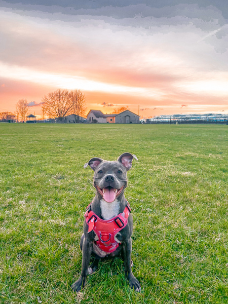 Entry image for Koda. Clicking this image will show a larger photo