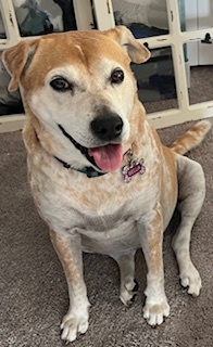 Entry image for Bella. Clicking this image will show a larger photo