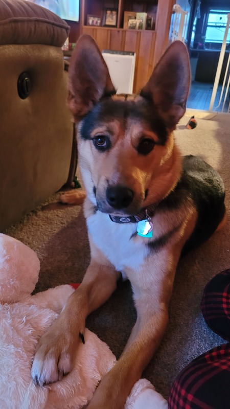 Entry image for Sarge. Clicking this image will show a larger photo