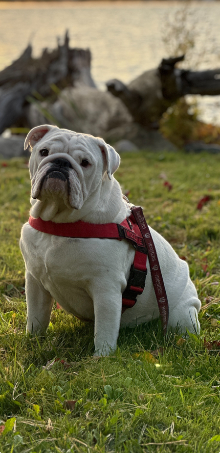 Entry image for Mozzie. Clicking this image will show a larger photo