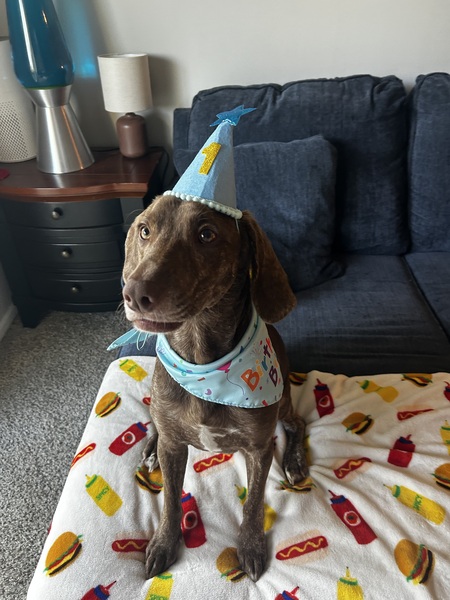 Entry image for Jasper. Clicking this image will show a larger photo