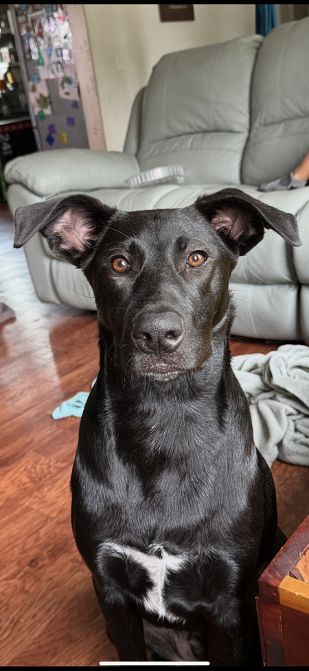 Entry image for Dewey. Clicking this image will show a larger photo