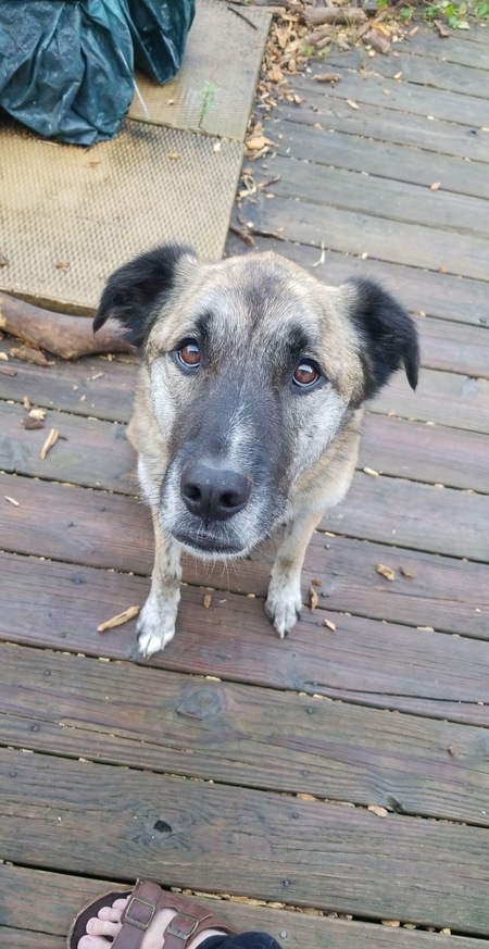 Entry image for Rocco. Clicking this image will show a larger photo