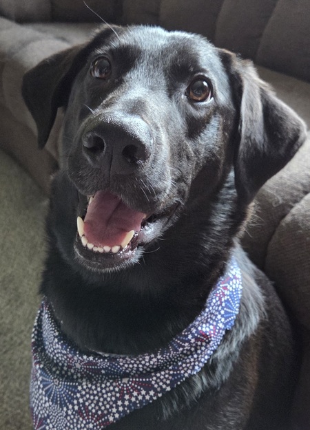 Entry image for Murphy. Clicking this image will show a larger photo