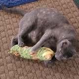 Entry image for Rose