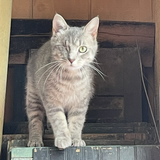 Entry image for Autumn