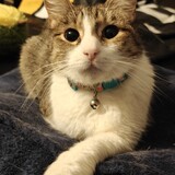 Entry image for Sushi