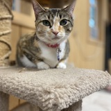 Entry image for Saigey