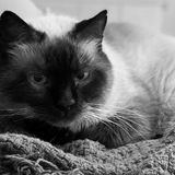 Entry image for Forever Loved Wheeler