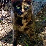 Entry image for Tutu