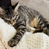 Entry image for Livi