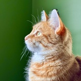 Entry image for Xander