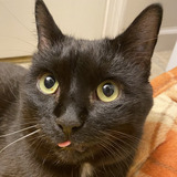 Entry image for Cornball