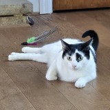 Entry image for Pirate