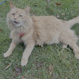 Entry image for Freya