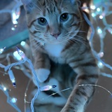 Entry image for Copper