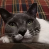 Entry image for Oliver 