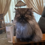 Entry image for Lorena